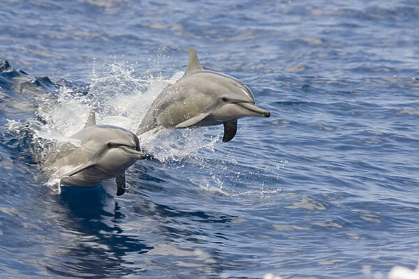 USA, Spinner Dolphins (Stenella Longirostris) jumping; Hawaii