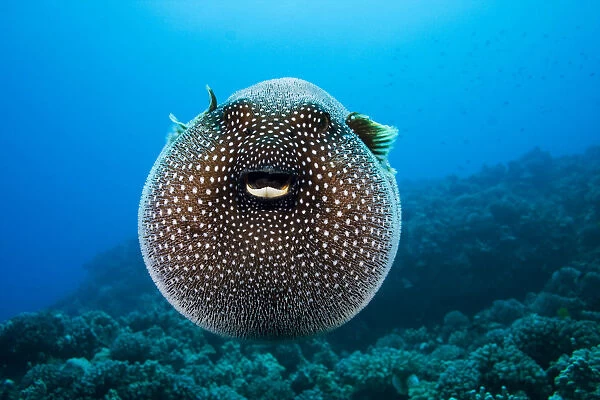 USA, Spotted Pufferfish (Arothron Meleagris) Expanded Floating In Blue Ocean; Hawaii Islands