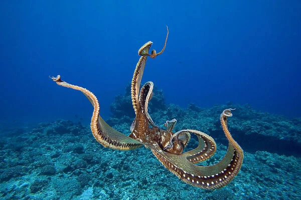USA, tentacles outstretched over reef; Hawaii, Day Octopus (Octopus Cyanea)