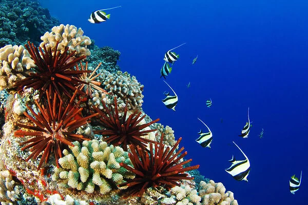 USA, Typical Hawaiian Reef Scene; Hawaii Islands, Pennant Bannerfish (Heniochus Chrysostomus) Gliding Through Water Together