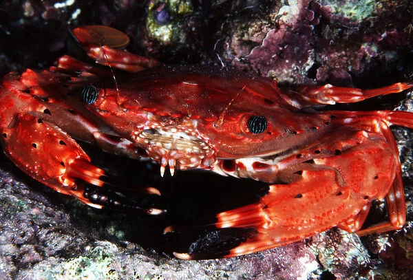 USA, Usaensis); Hawaii, (Charybdis Hawaii, Swimming Crab