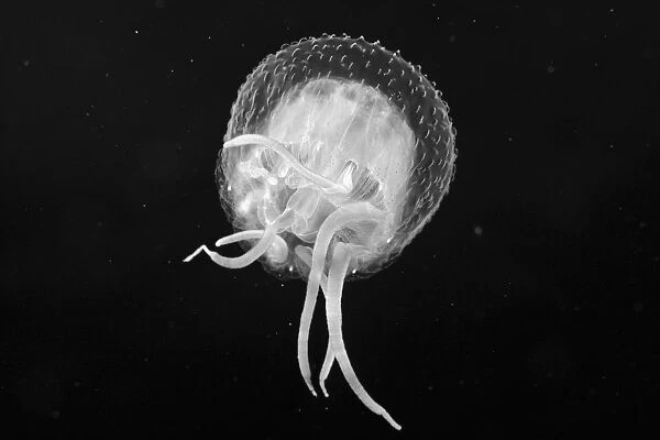 USA, view from below; Hawaii, Jellyfish floating in Pacific Ocean