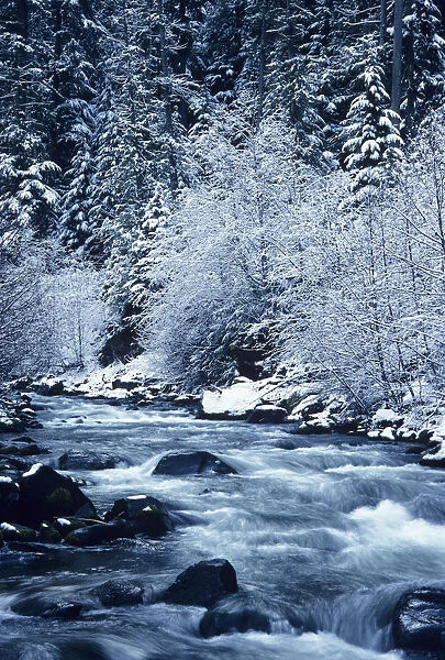 USA, Willamette National Forest; Oregon, Salt Creek with Snowy Trees