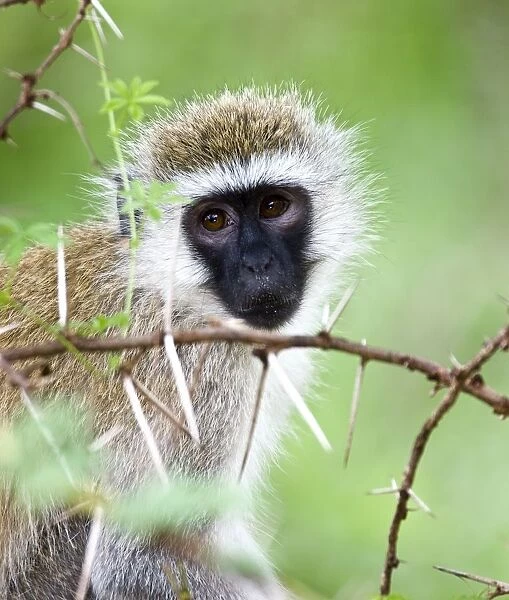 Vervet Monkey (Chlorocebus Pygerythrus)