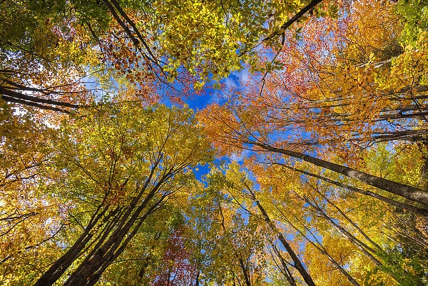 Vibrant autumn colours in the Laurentians of Quebec, Canada