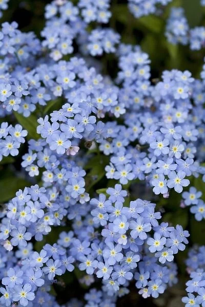 Victoria, British Columbia, Canada; Blooming Blue Flowers