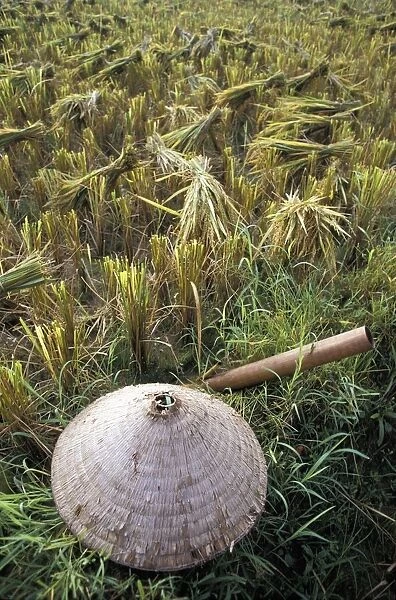 Vietnamese Conical Hat And Rice Cutting Tool In Field
