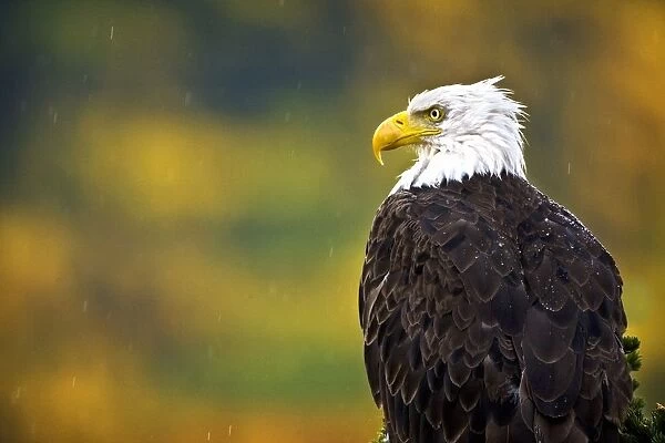 Side View Of American Bald Eagle