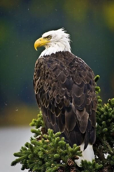Side View Of American Bald Eagle Perched On Evergreen Branch