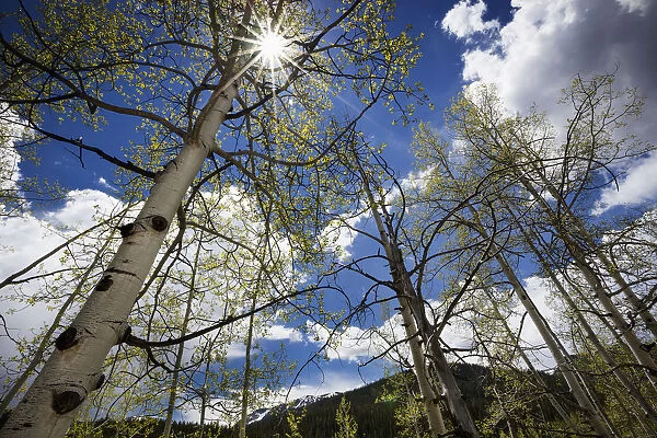 View Up Through Aspen Trees With The Sun Streaming Through The Upper Branches, Blue Skies And White Clouds In The Background And Mountains In The Distance; Colorado, United States Of America