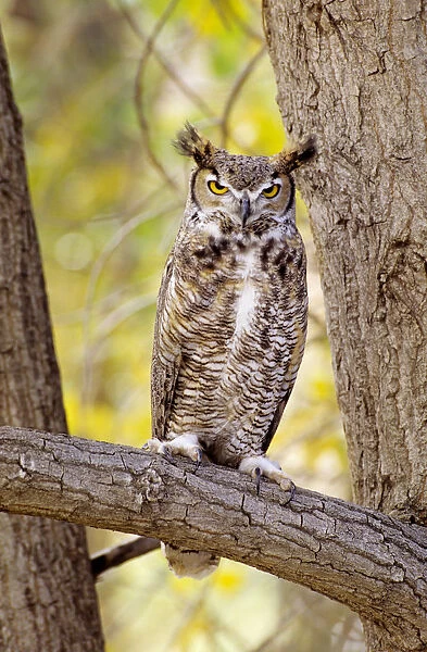 View of Brown Great Horned Owl (Bubo Virginianus ) sitting in Cottonwood tree