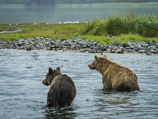 View from behind of Coastal Brown Bears (Ursus arctos horribilis) walking in the water along the rocky shore at low tide, fishing for salmon in Geographic Harbor; Katmai National Park and Preserve, Alaska, United States of America