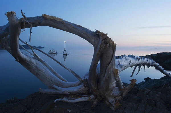 View Through Driftwood At Sunrise Over A Calm Lake; Ontario, Canada