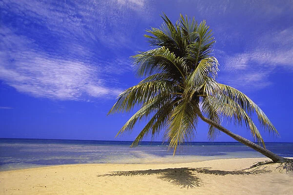 View Of Ocean From Beach With Palm Tree
