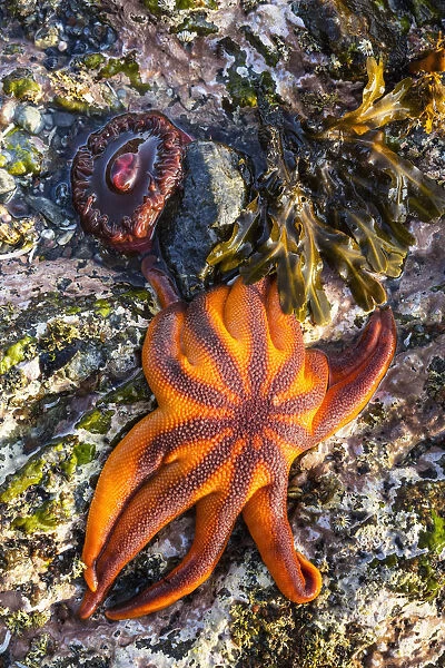 Detail View Of Sea Stars And Anemones In A Tidal Pool, Hesketh Island, Homer, Southcentral Alaska, USA