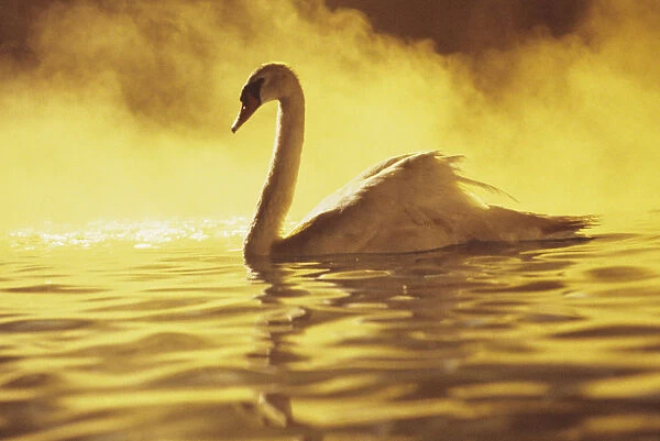 View of single white African Swan in water