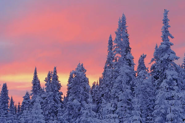 View Of Snow-Covered Trees And Sky At Twilight, Quebec, Canada