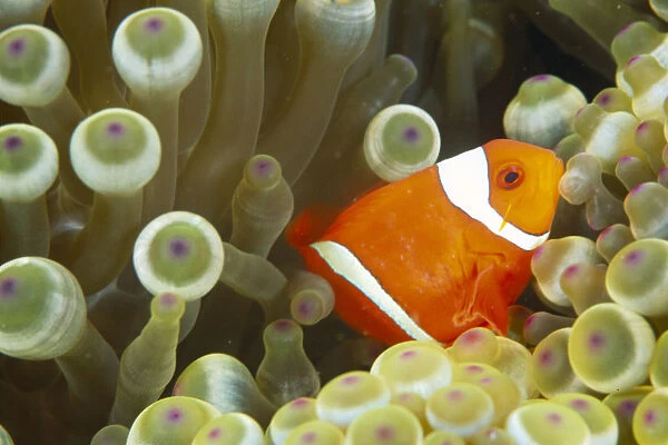 Side View Of A Spinecheek Clownfish, White Striped (Premnas Biaculeatus)