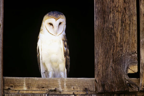 View Of A White Faced Barn Owl Sitting In Window Of Barn