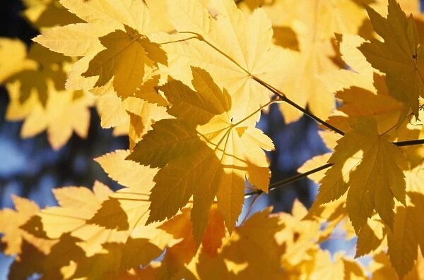 Vine Maples Leaves In Autumn