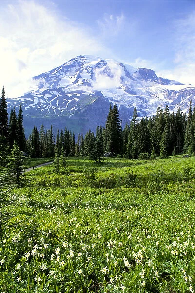 Washington, Mt. Rainier National Park, Avalanche Lilies In Meadow Along Nisqually Vista Trail