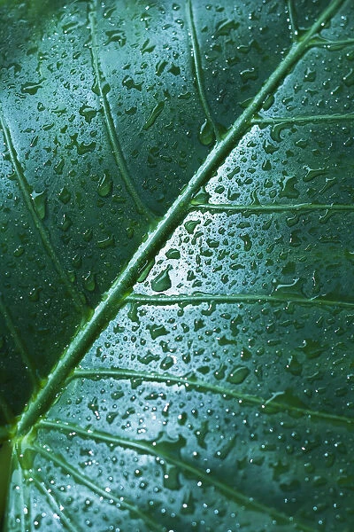 Water Drops On Elephant Ear Leaf