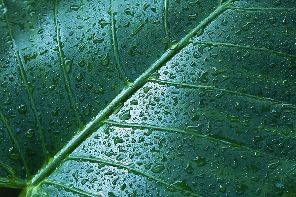 Water Drops On Elephant Ear Leaf