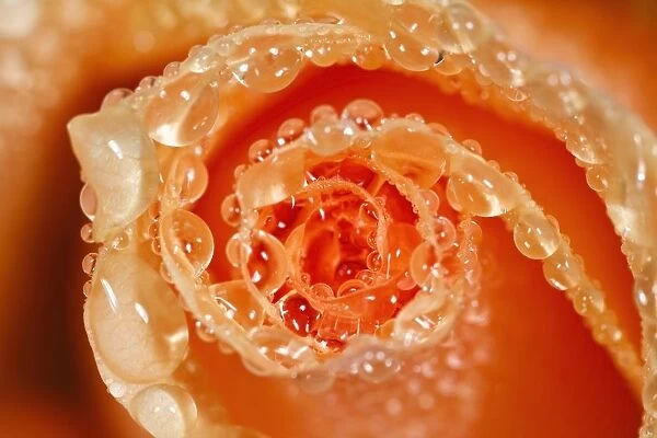 Water Drops On The Petals Of A Rose