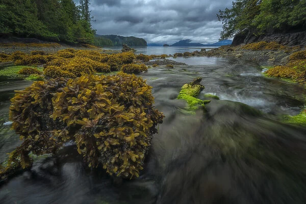 Water Flows Toward The Ocean From A Forest Stream At Low Tide; Haida Gwaii, British Columbia, Canada