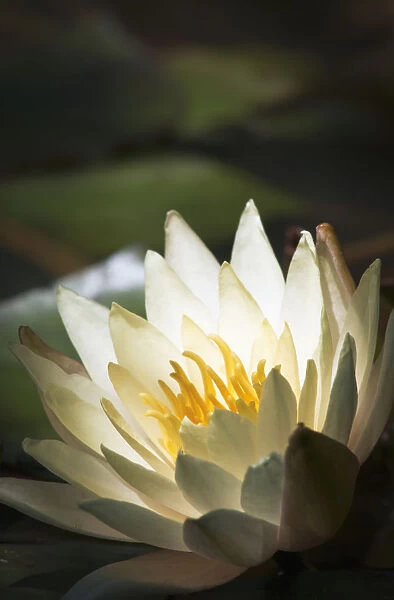 Water Lily Blooms In A Pond; Astoria, Oregon, United States Of America