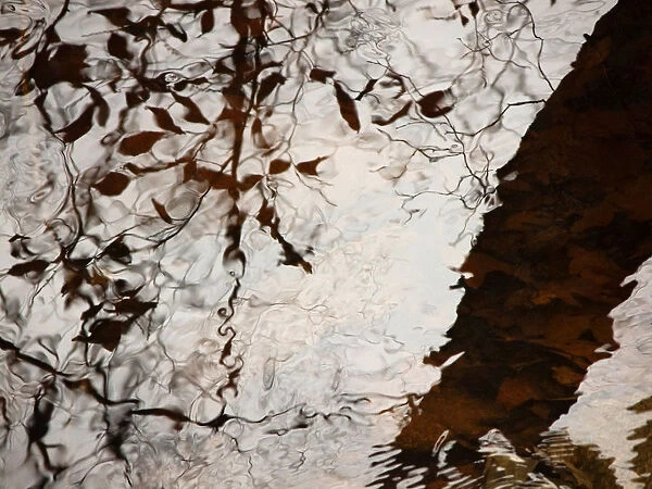 Still Water Woman, Rhode Island, Warren, Tree Reflections On Water