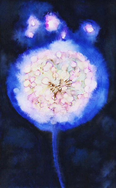 Watercolor Painting Of An Illuminated Dandilion