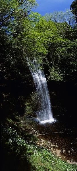 Waterfall In A Forest, Glencar Waterfall, County Leitrim, Republic Of Ireland