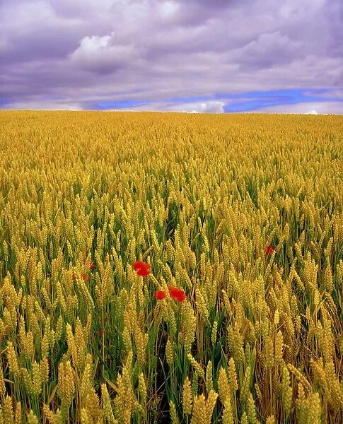 Co Waterford, Ireland; Poppies In A Field Of Wheat