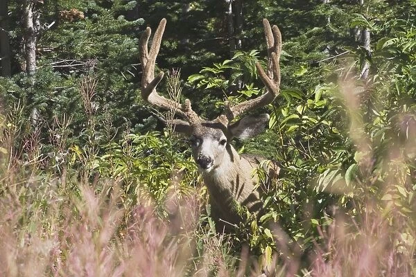 Waterton National Park, Alberta, Canada; Deer In A Mountain Meadow