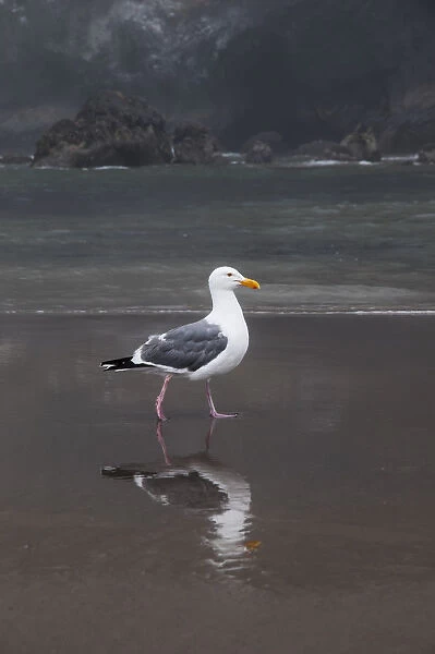 A Western Gull (Larus Occidentalis) Walks On The Beach; Cannon Beach, Oregon, United States Of America