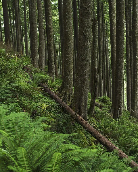 Western Hemlock Trees Grow In Oswald West State Park; Manzanita, Oregon, United States Of America