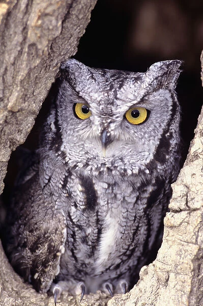Western Screech Owl (Otus Kennicottii) in hollow Cottonwood tree