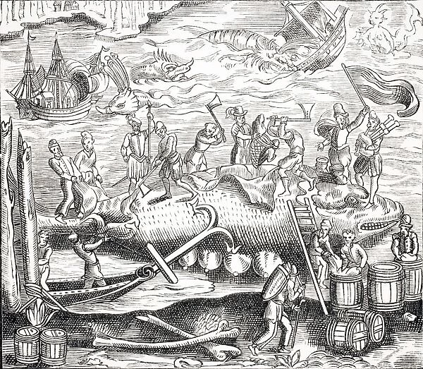 Whale Fishing. After Woodcut In Cosmographie Universelle Of Thevet Published 1574