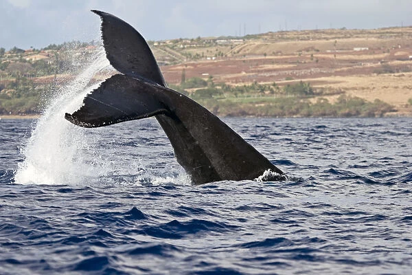 A Whales Tail Splashing Above The Surface Of The Water And The Coastline Of A Hawaiian Island In The Background; Hawaii, United States Of America