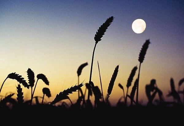 Wheat Field, Ireland; Wheat Field And Full Moon