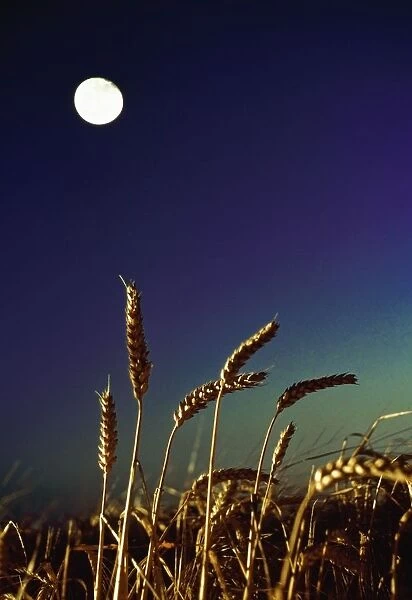 Wheat Field At Night Under The Moon