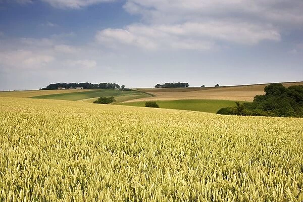 Wheat Field, North Yorkshire, England