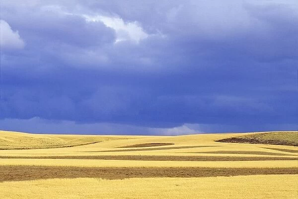 Wheat Fields Near Hermiston, Oregon, Usa