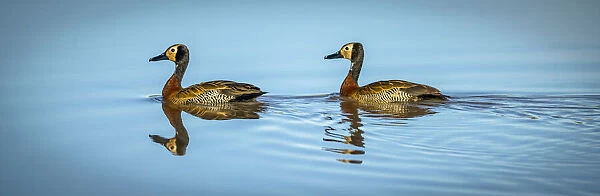 Two white-faced whistling ducks reflected in pond