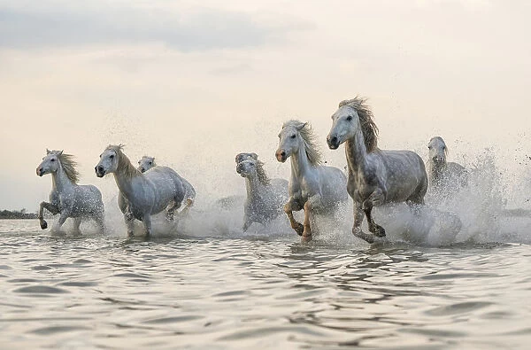 White horses running in water