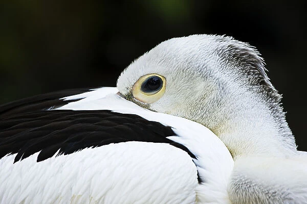 White Pelican (Pelecanus Conspicillatus); Australia