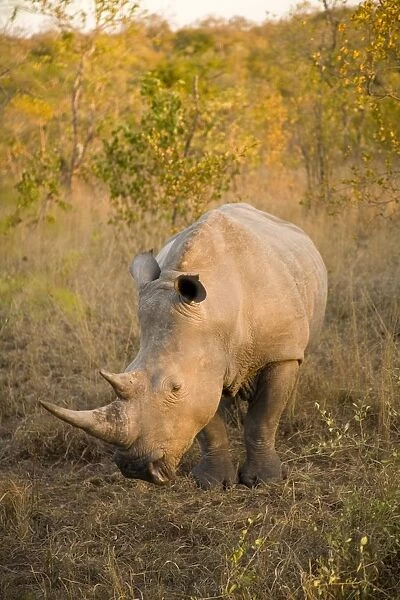 White Rhinoceros (Ceratotherium Simum), Arathusa Safari Lodge, Sabi Sand Reserve, Mpumalanga, South Africa, Africa