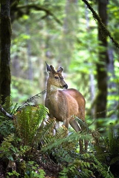 White-Tailed Deer (Odocoileus Virginianus) Chewing On A Leaf In Olympic National Park; Port Angeles, Washington, Usa