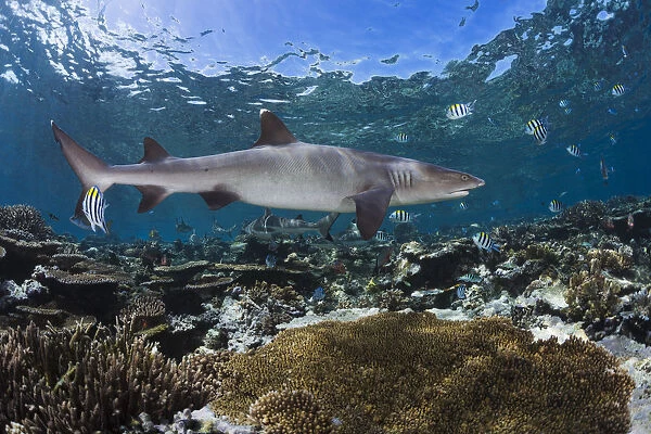 A Whitetip Reef Shark (Triaenodon Obesus) Cruises A Shallow Reef, With Blacktip Reef Sharks (Carcharhinus Melanopterus) Seen In The Background; Fiji